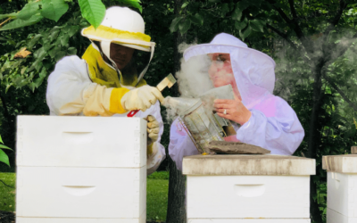 The Ultimate Guide for Beekeeping Beginners