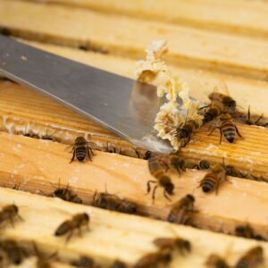 Hive Tool 2-Pack