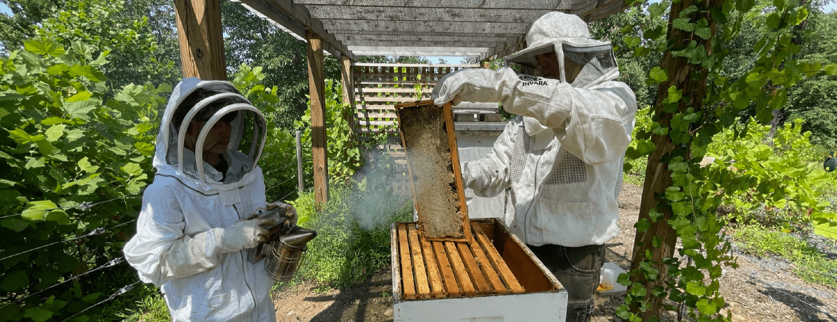Beekeeper dad and son using a bee smoker.