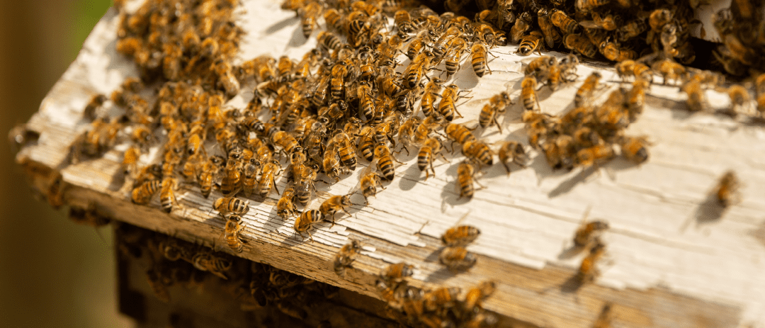 How to Make Sugar Water for Bees