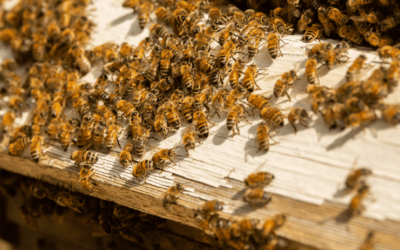 How to Make Sugar Water for Bees