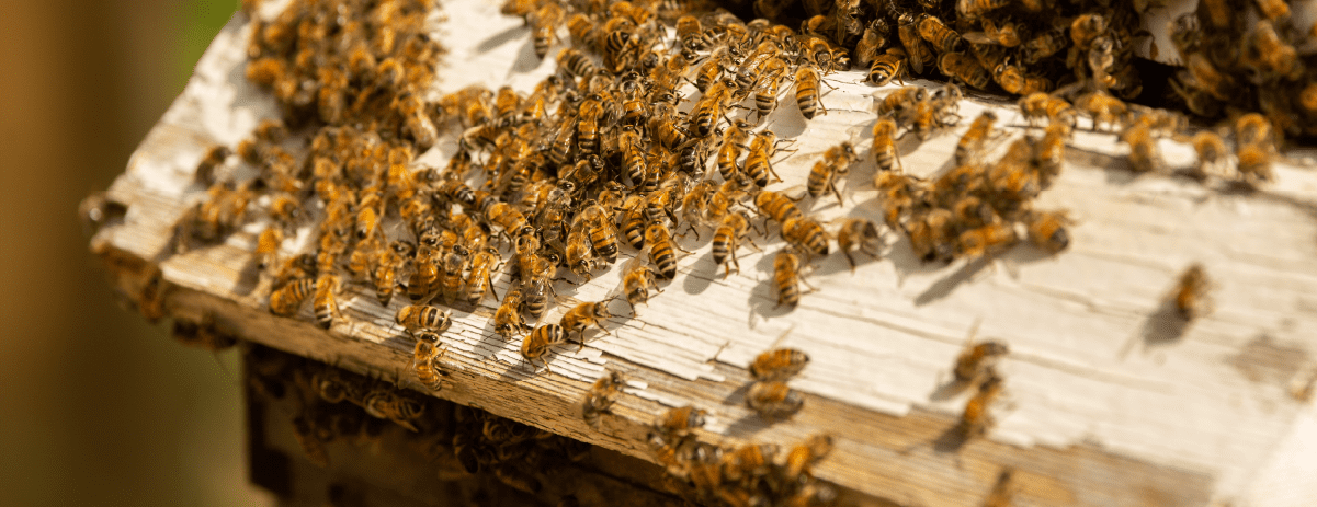 Photo of bees on their hive.